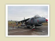 harrier_002.jpg