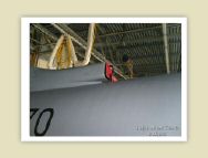 harrier_091.jpg